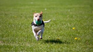 Compare Dog Training Costs and Smart Collar Options