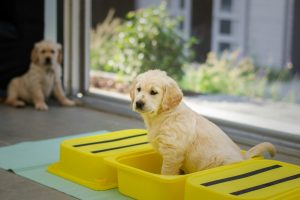 How to Potty Train a Puppy: Smart Routines That Really Work