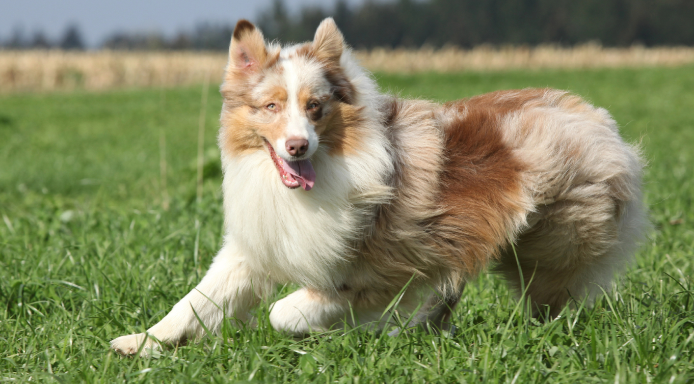 Border Collie in action